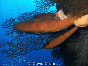Sponges- Wall Dive, Mary's Place, Roatan-Was surprised by... by David Gilchrist 